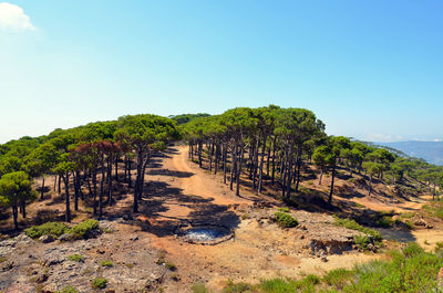 Trees on landscape against clear blue sky