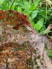 Close-up of leaves on tree trunk