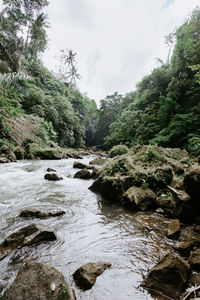 River flowing through rocks in forest against sky