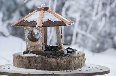 Close-up of bird by birdhouse during winter