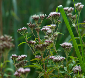 Close-up of purple flowering plant on field