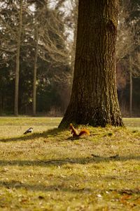 View of a squirrel and a bird on tree trunk