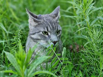 Cat in the field