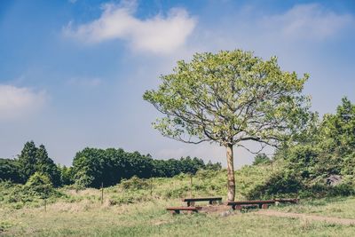 Tree on field against sky