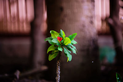 Close-up of potted plant