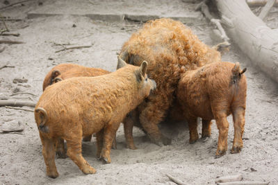 Three piglets and their mother