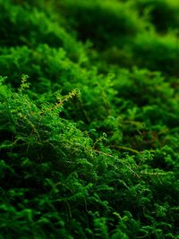 Close-up of plant growing in forest