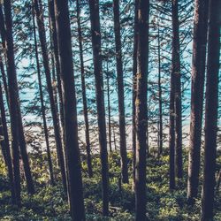 Pine trees in forest