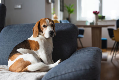 Close-up of dog