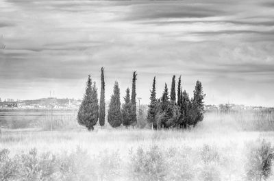 Trees on field against sky