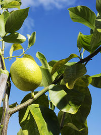 Low angle view of fruits growing on tree