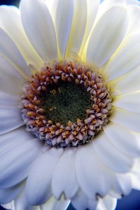 Full frame shot of flower