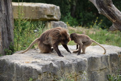 Gelada with infant on wall