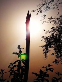 Silhouette bird on tree against sky during sunset