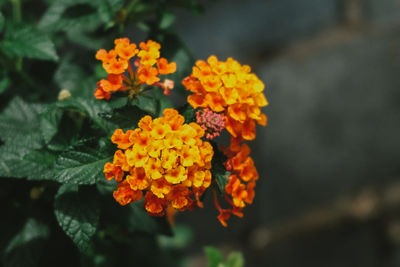 Close-up of marigold blooming outdoors