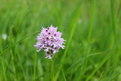 Close-up of purple flower blooming outdoors