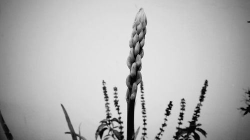 Close-up of plant