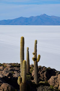 Cactus growing in desert against mountain range