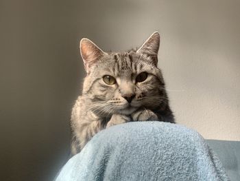 Portrait of cat sitting on floor