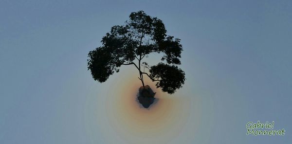 Low angle view of trees against clear sky