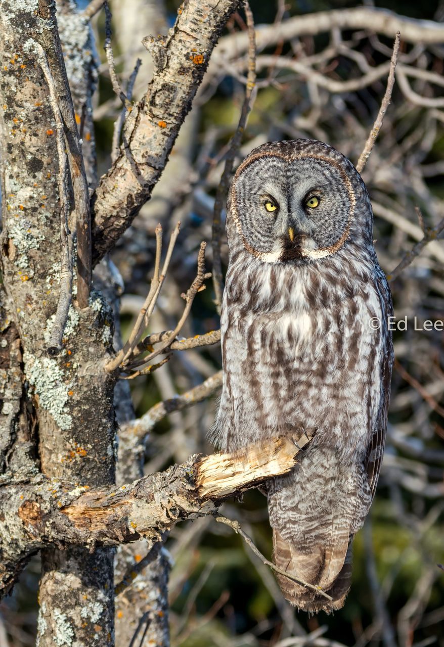 CLOSE-UP OF OWL PERCHING ON TREE