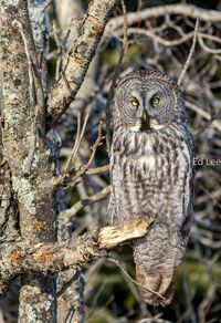 Portrait of owl perching on tree