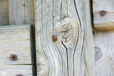 Close-up of bee on wood
