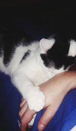 Midsection of person hand holding cat against black background