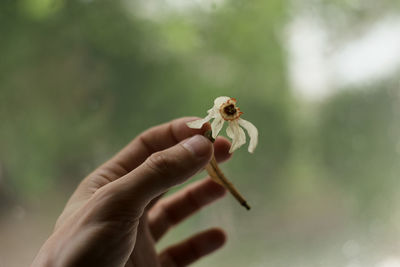 Close-up of hand holding small outdoors
