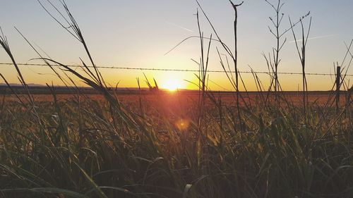 Scenic view of field against clear sky during sunset