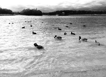 Birds in calm lake