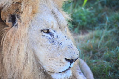 Close-up of lioness