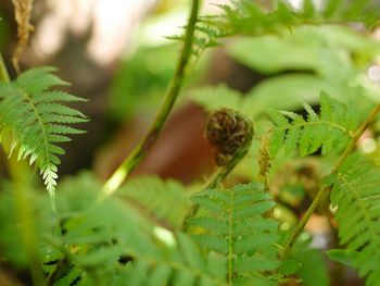 Close-up of fresh green leaves