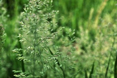 Close-up of uncultivated plants