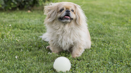 Portrait of dog on grass