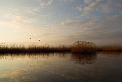 Bird flying over lake