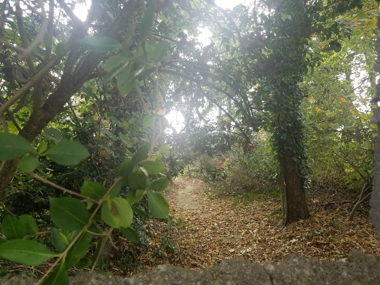 SUNLIGHT STREAMING THROUGH TREES