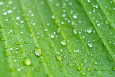 Close-up of water drops on leaves