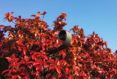 Low angle view of red flowering plant against clear sky