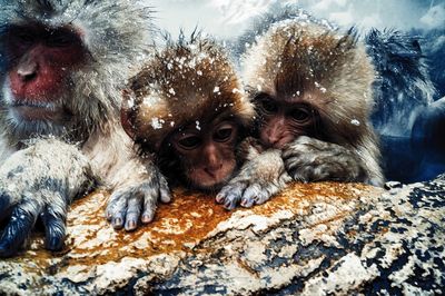 Close-up of monkey on snow