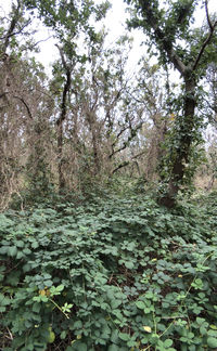 Plants and trees in forest