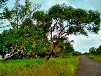 Trees growing on field by road against sky