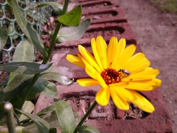 Close-up of yellow flower