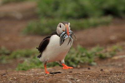 Close-up of bird perching on field