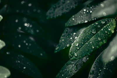 Close-up of wet plant leaves during rainy season