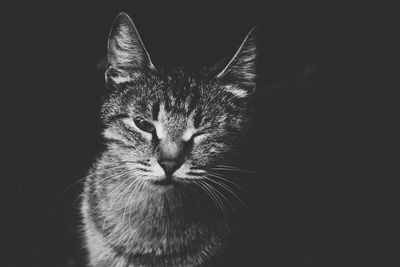 Close-up portrait of cat against black background