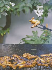 Close-up of food on plant