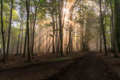 Road amidst trees in forest