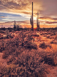 Scenic view of field against sky during sunset