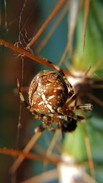 Close-up of spider on web